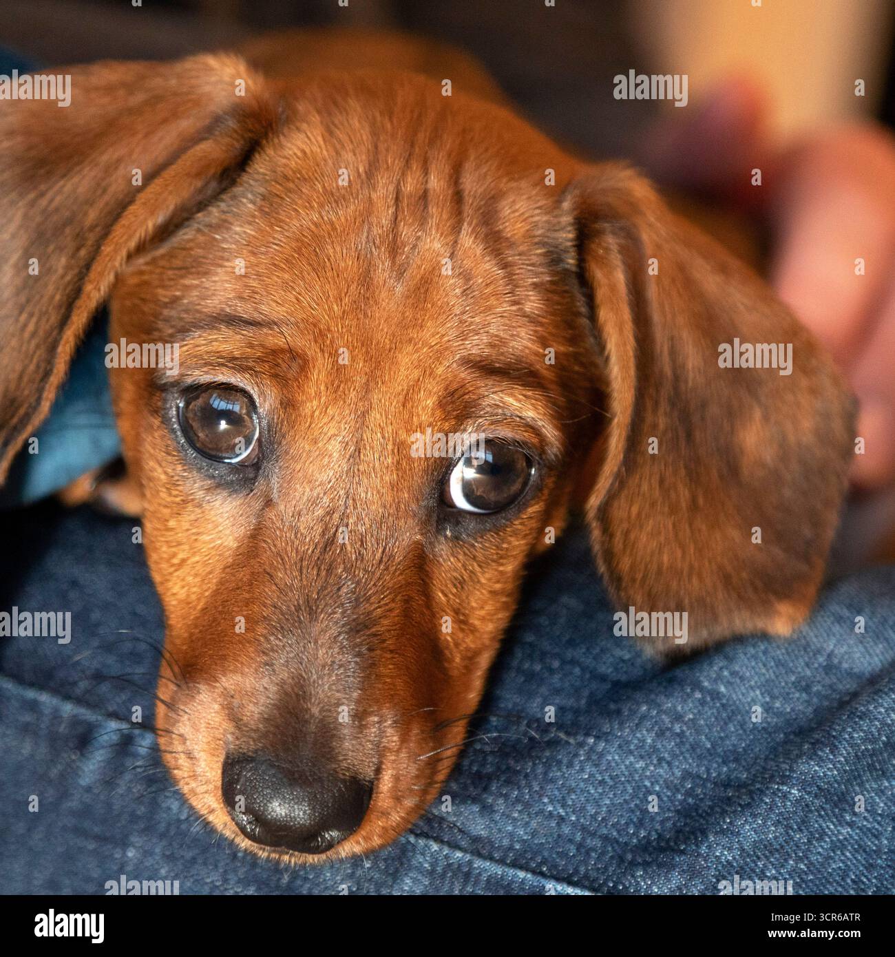 Un cucciolo di dachshund si siede sulle ginocchia del proprietario. Guarda fuori con gli occhi archetipici dei burattini. Foto Stock