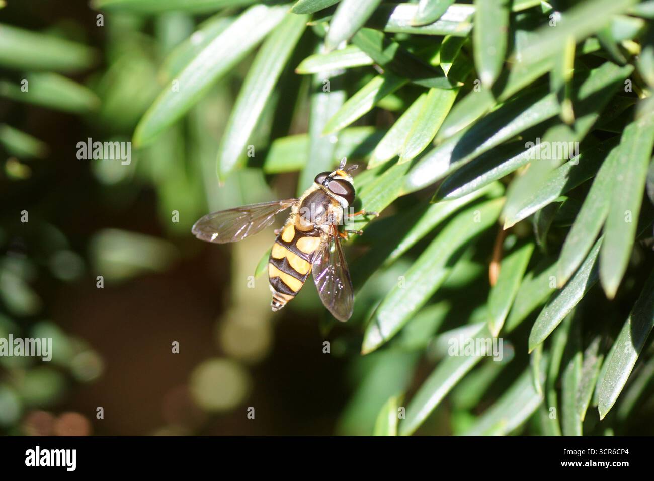 Hoverfly femmina, Lucent con il pallido, Didea fasciata su un sempreverde Irish Yew Tree (Taxus baccata "Fastigiata"). Paesi Bassi, settembre Foto Stock