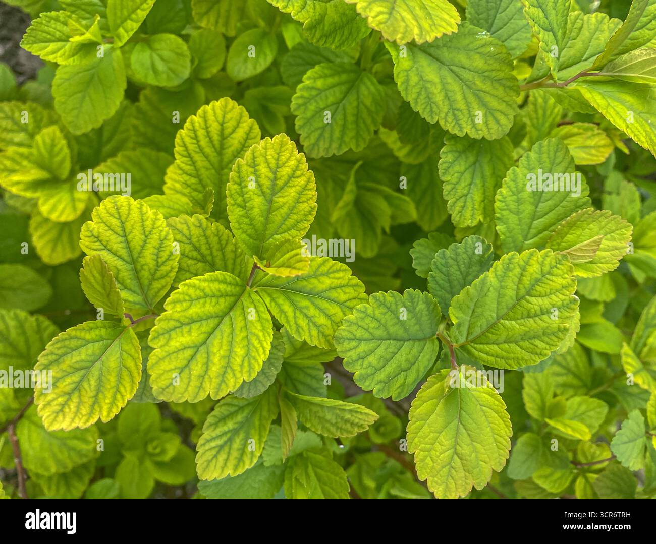Foglie da primo piano di Physocarpus opulifolius Nugget o Ninebark con foglie verdi e gialle. Splendido sfondo con texture a foglie. Foto Stock