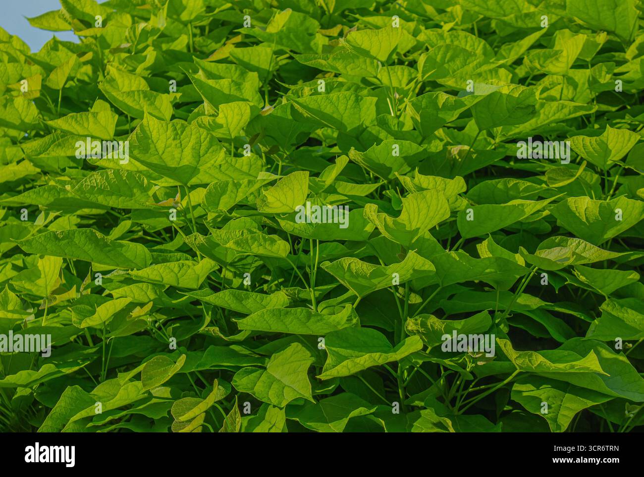 Primo piano foglie verde brillante a forma di cuore dell'albero della Catalpa meridionale (Catalpa Bignonioides) motivo naturale e fogliame verde vivace. Supporto naturale Foto Stock