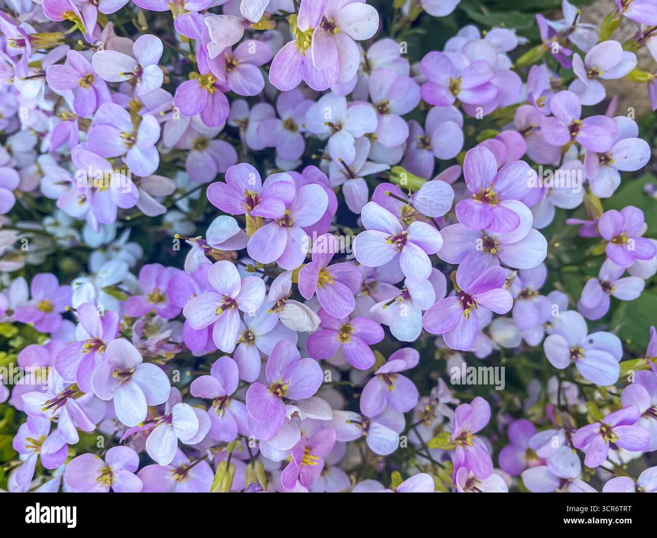 Primo piano Fiori di Arabis Rosabella. Sfondo rosa Arabis caucasica. Arabis alpina, crepuscolo di montagna o crepuscolo di roccia alpina. Foto Stock