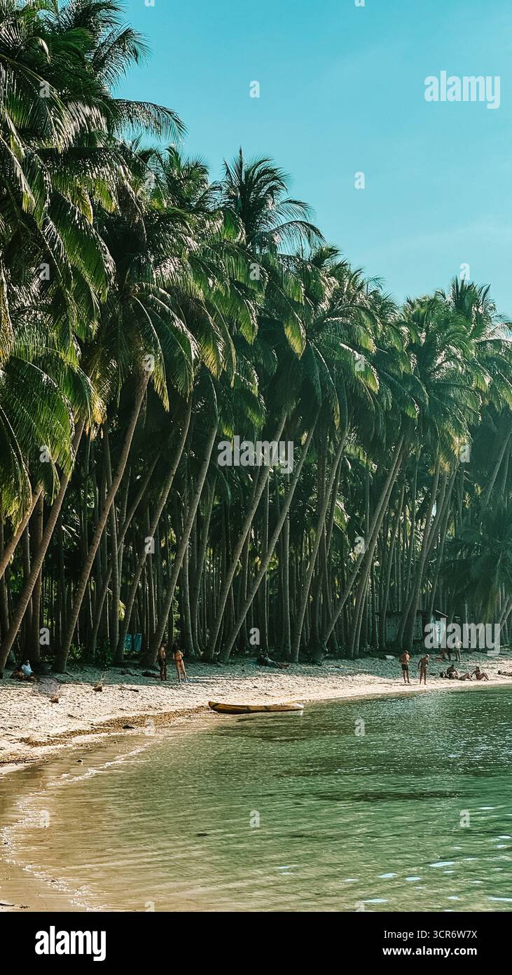 Le limpide acque turchesi rivelano coralli sottostanti, mentre alte palme fiancheggiano una spiaggia di sabbia bianca, creando un perfetto paradiso tropicale sotto il cielo blu. Foto Stock