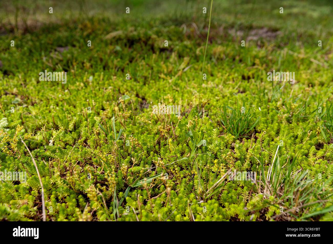 Lush Green Ground Cover: Un primo piano di muschio e erba nella tavolozza Nature's che cattura la bellezza della natura selvaggia e la diversità ecologica in una Foto Stock