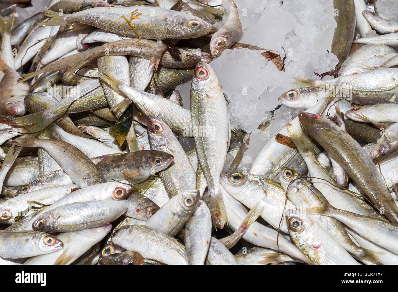 Pescato fresco dall'oceano pescato sul ghiaccio, in vendita presso uno stand del mercato del pesce locale a Creta. Foto Stock