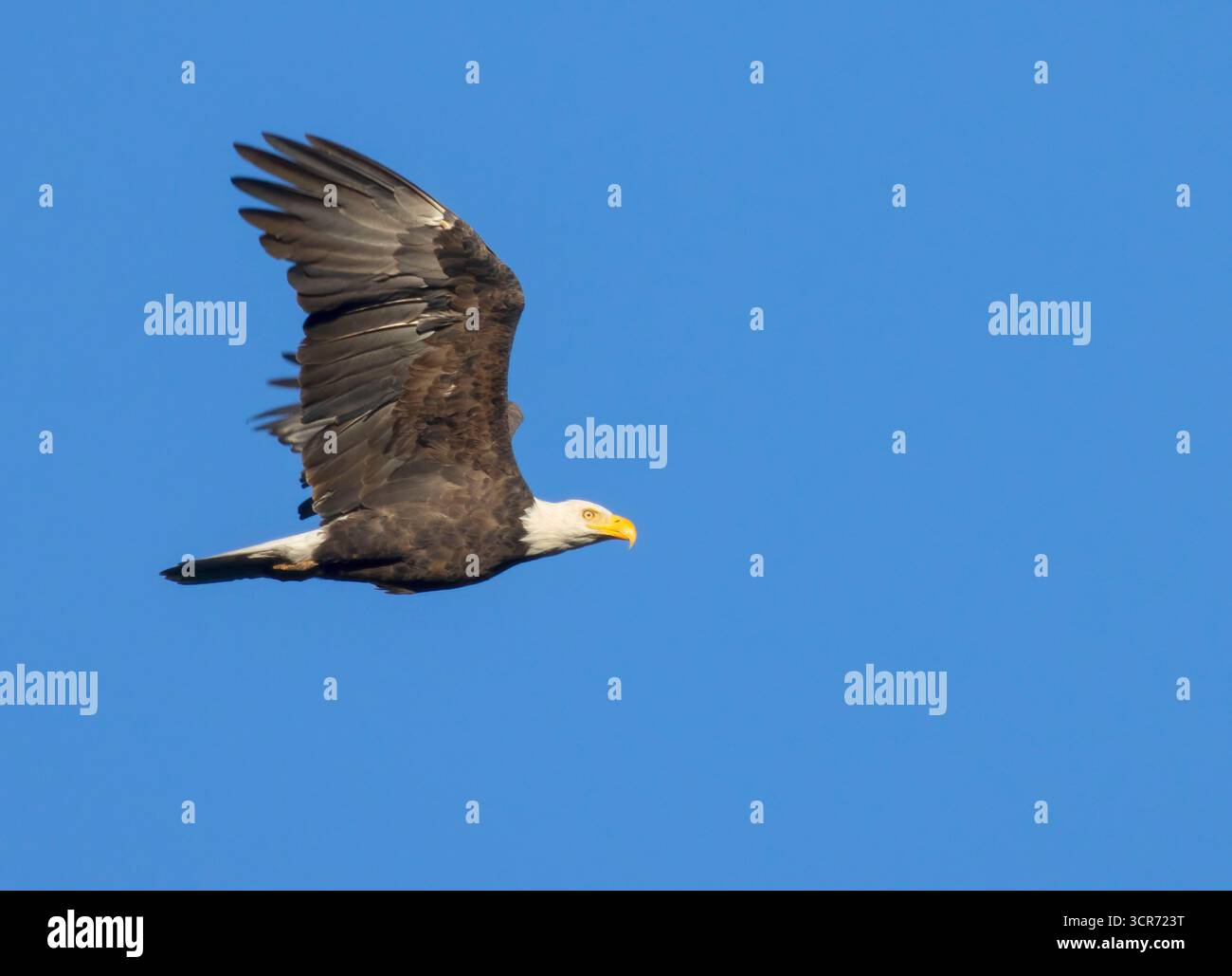 Aquila Calva (Haliaeetus leucocephalus) presso il lago Yellowjacket, Ochoco National Forest, Oregon Foto Stock