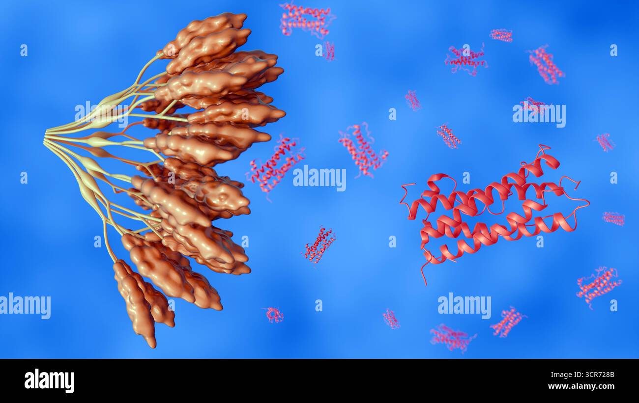 Immagine 3D della formazione di trombi all'interno di un vaso sanguigno con piastrine attivate e aggregati di fibrina Foto Stock