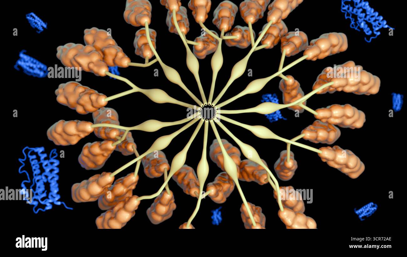 Immagine 3D della formazione di trombi all'interno di un vaso sanguigno con piastrine attivate e aggregati di fibrina Foto Stock