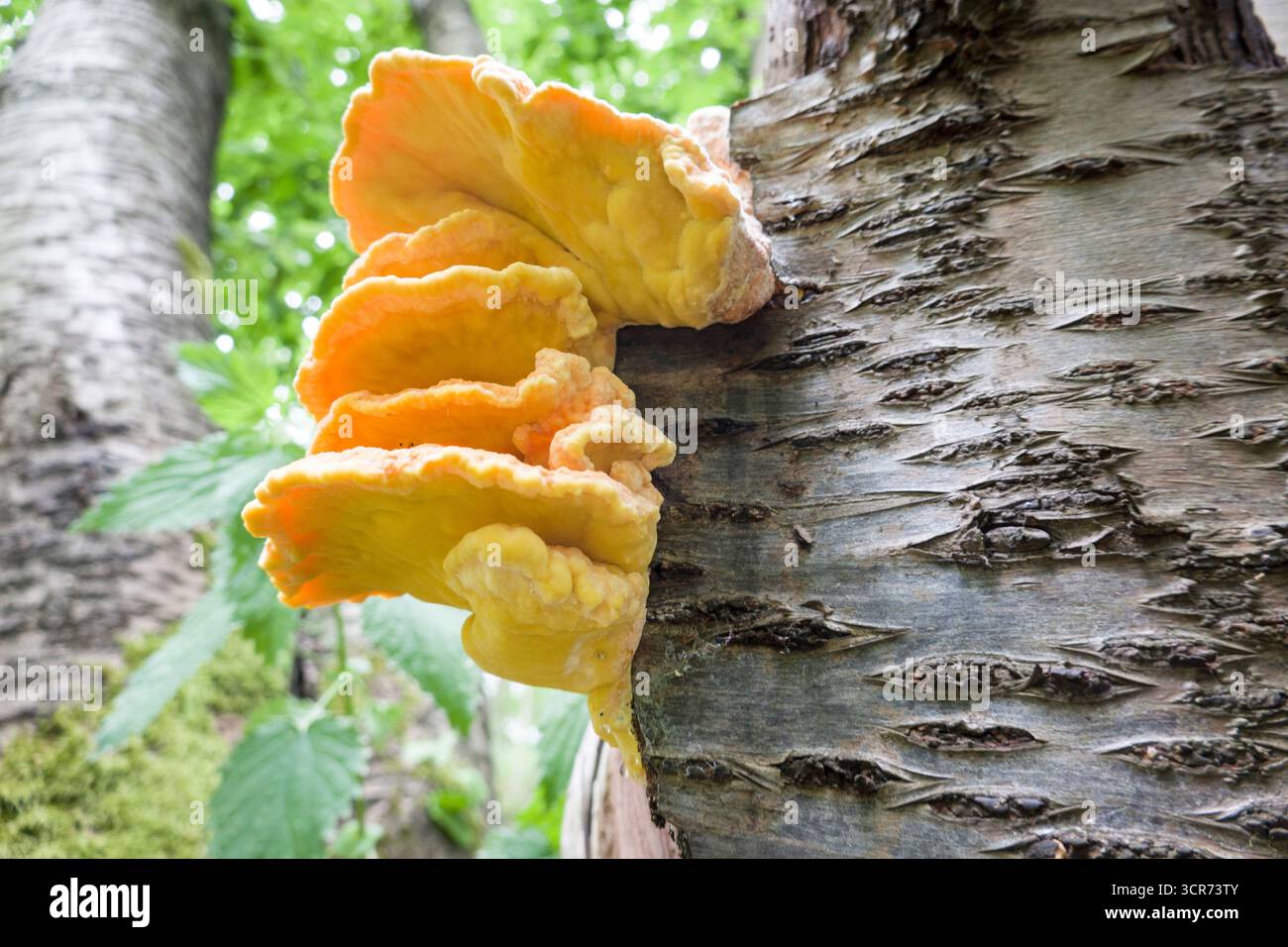 Il pollo dei boschi, il poliporo di Aulphur, la piattaforma dello zolfo (Laetiporus sulfureus), presso un tronco di albero, Germania, Renania settentrionale-Vestfalia Foto Stock