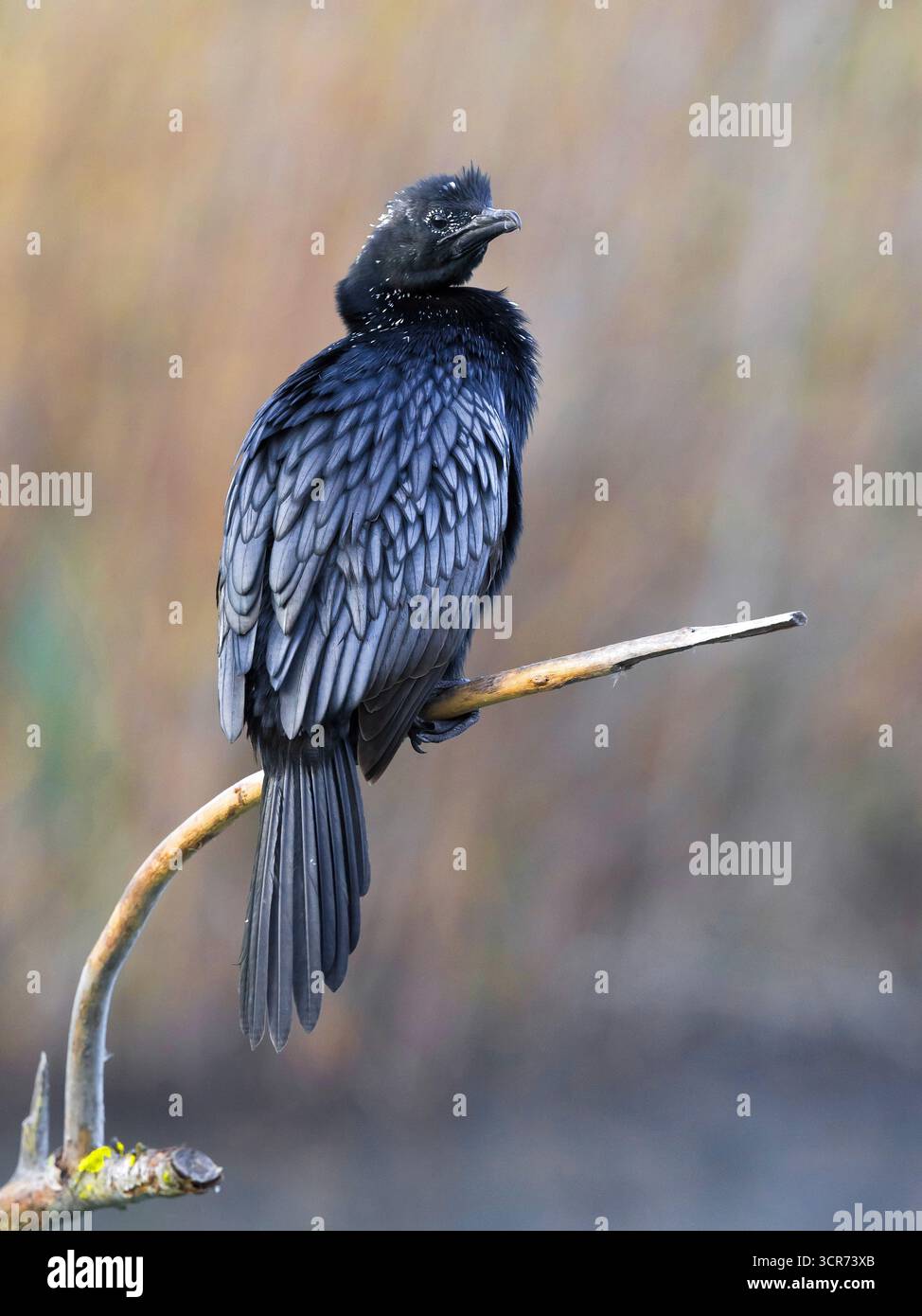Cormorano pigmeo (Phalacrocorax pygmeus, Microcarbo pygmaeus), arroccato su un ramo morto, vista posteriore, Italia, Toscana Foto Stock