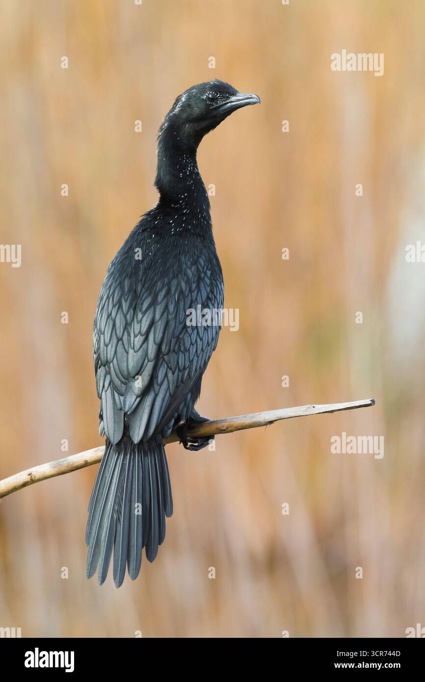 Cormorano pigmeo (Phalacrocorax pygmeus, Microcarbo pygmaeus), arroccato su un ramo morto, vista posteriore, Italia, Toscana Foto Stock