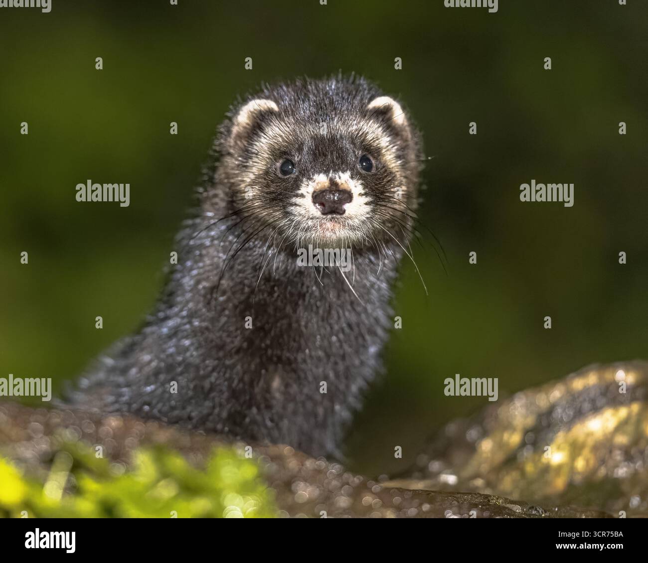 Puzzola europea (Mustela putorius) Ritratto nella foresta in ambiente naturale nelle tenebre di notte. Paesi Bassi. La fauna selvatica della natura in Europa. Foto Stock