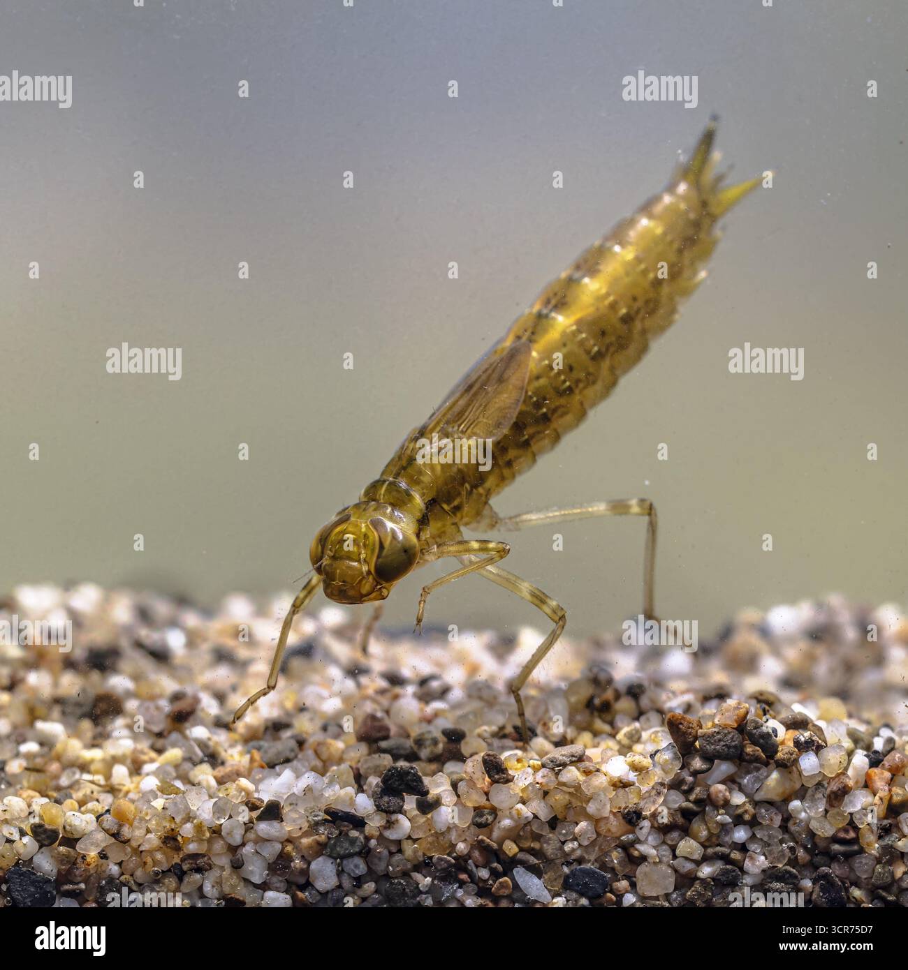 Larve dell'Imperatore Dragonfly o dell'Imperatore Blu (Anax imperator). Grandi specie di Hawker Dragonfly della famiglia Aeshnidae. È la più grande libellula in m Foto Stock