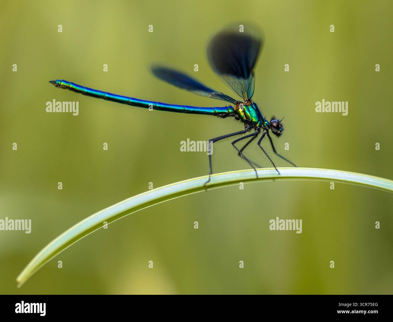 demoiselle a fasce (Calopteryx splendens) adagiata su foglie d'erba con sfondo verde Foto Stock