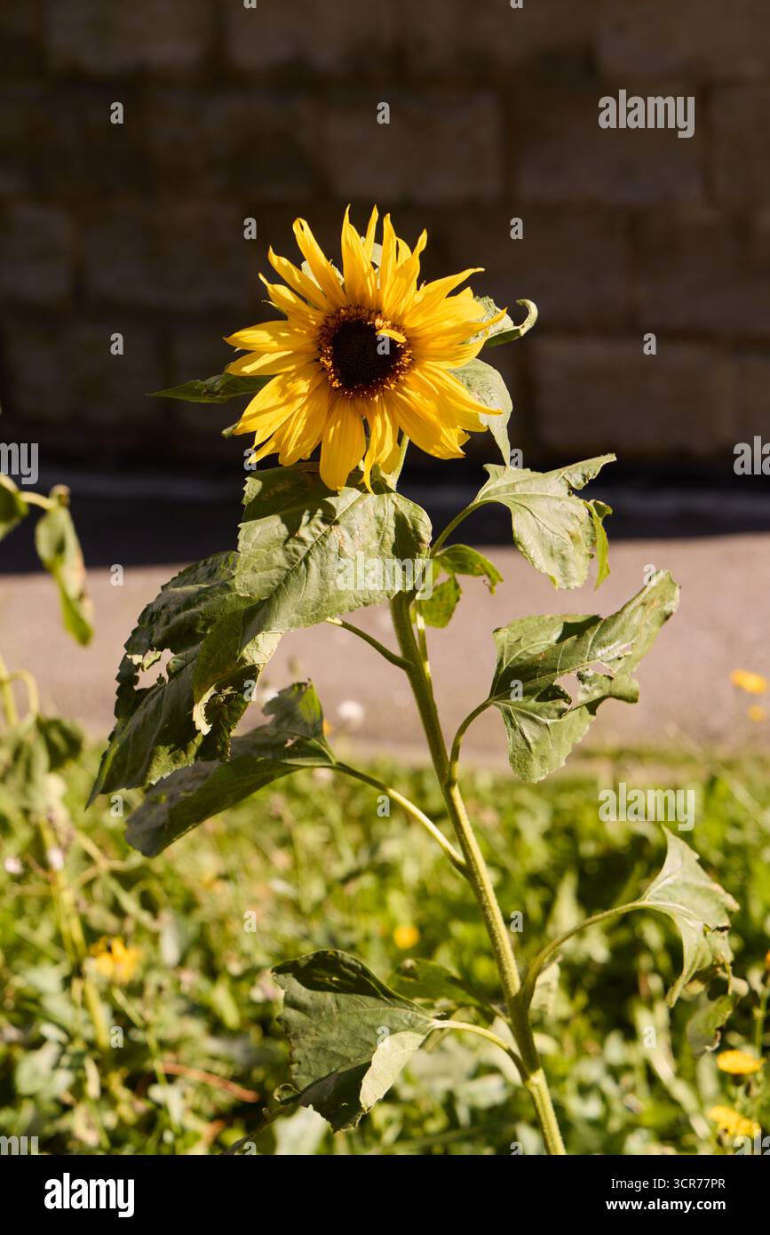 Un bellissimo e vibrante girasole in piena fioritura su uno splendido sfondo naturale Foto Stock