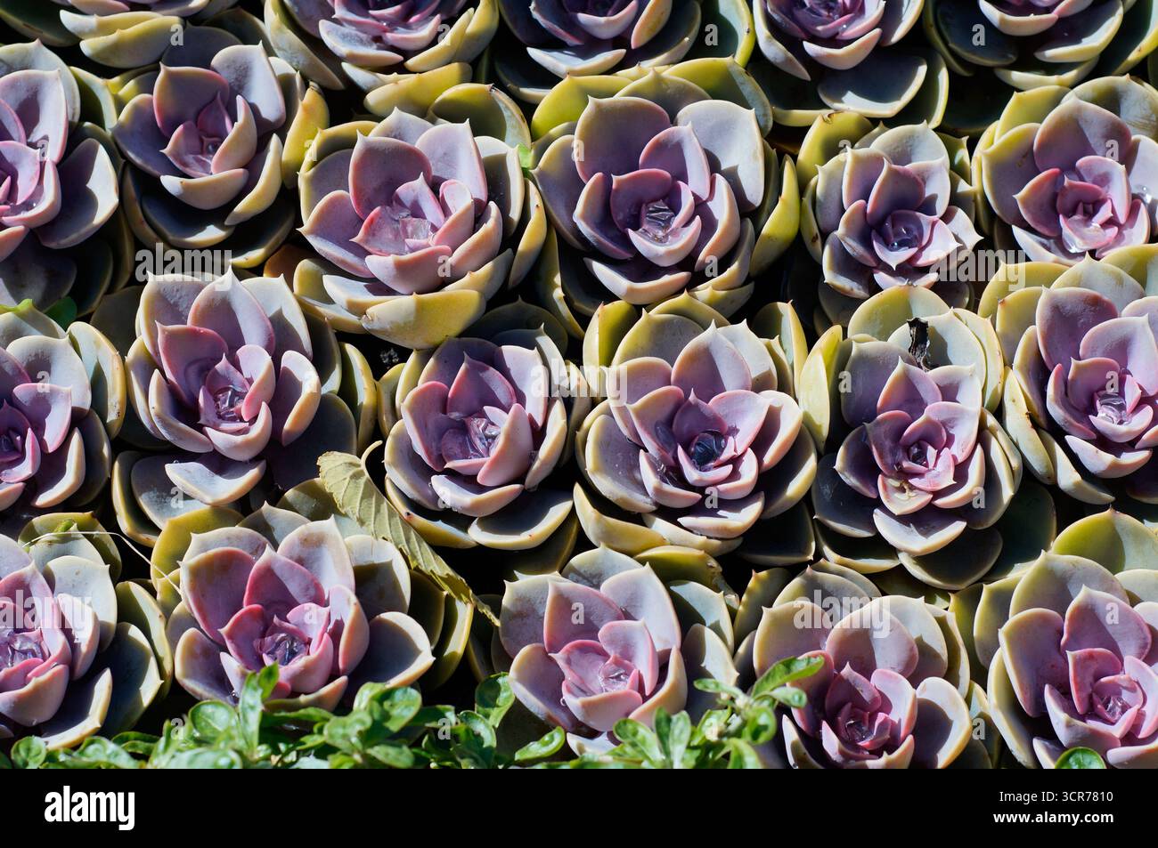 Echeveria Purple Pearl succulenta le piante con foglie di rosetta viola rosa, acqua frizzante al centro, in mostra giardino con motivi a grappolo Foto Stock