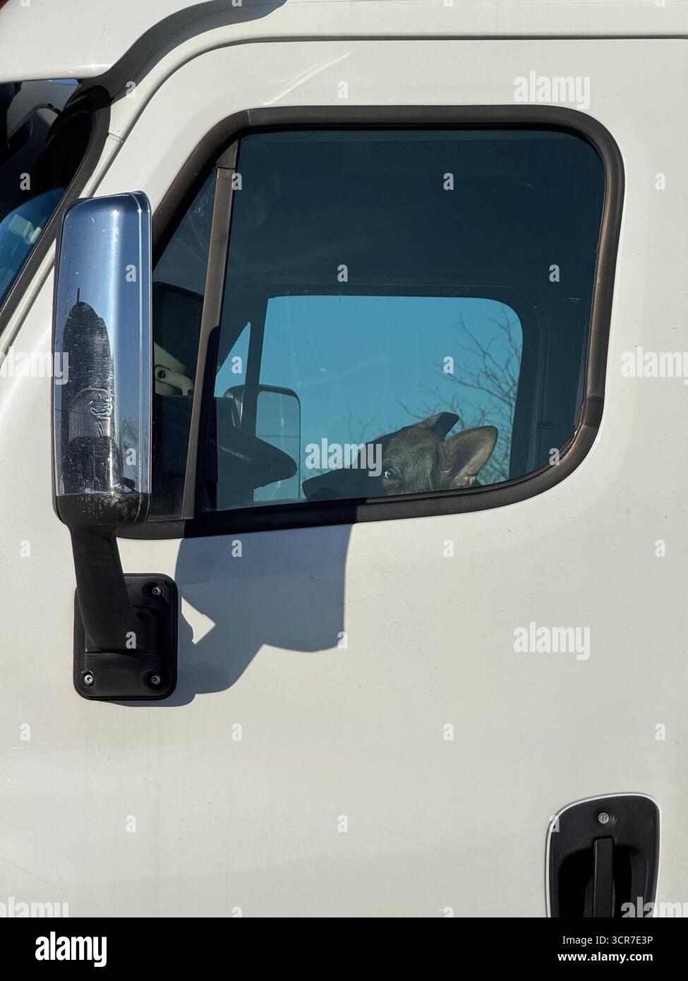 Cane in attesa nella cabina di un camion per consegne - Immagine stock catturata con smartphone