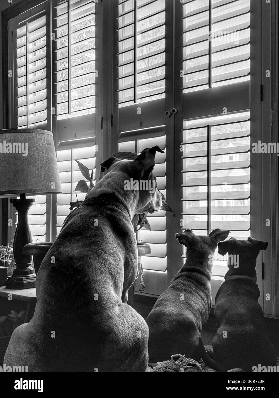 Tre cani che aspettano alla finestra il loro proprietario per tornare a casa in bianco e nero - Immagine stock catturata con smartphone