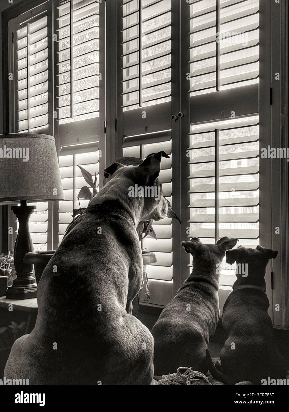 Tre cani che aspettano alla finestra il loro proprietario per tornare a casa in tono seppia - Immagine stock catturata con smartphone