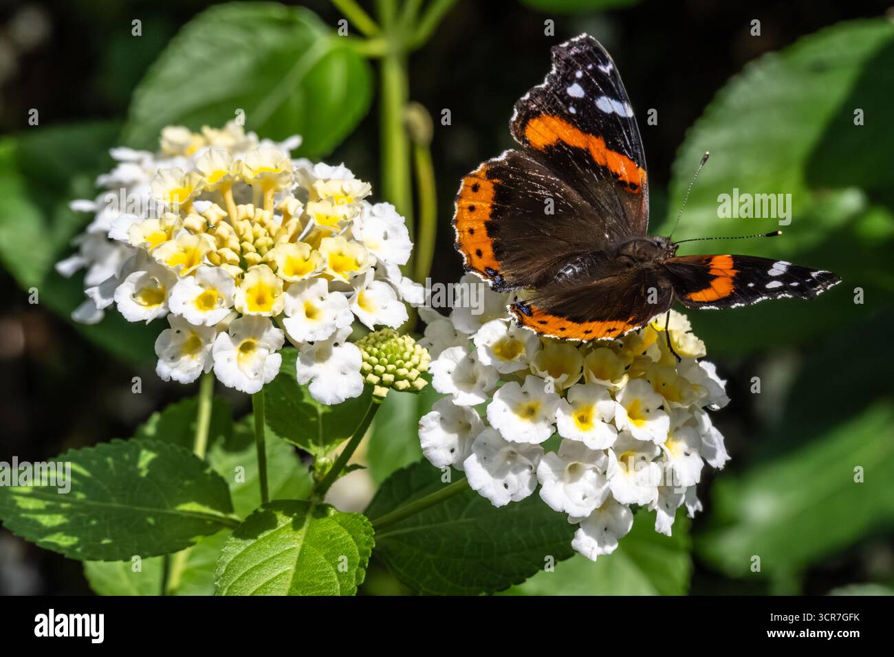 Farfalla ammiraglio rosso che scappa sui fiori di Lantana camara nella Purdy Butterfly House presso il giardino botanico di Huntsville, Alabama. (USA) Foto Stock