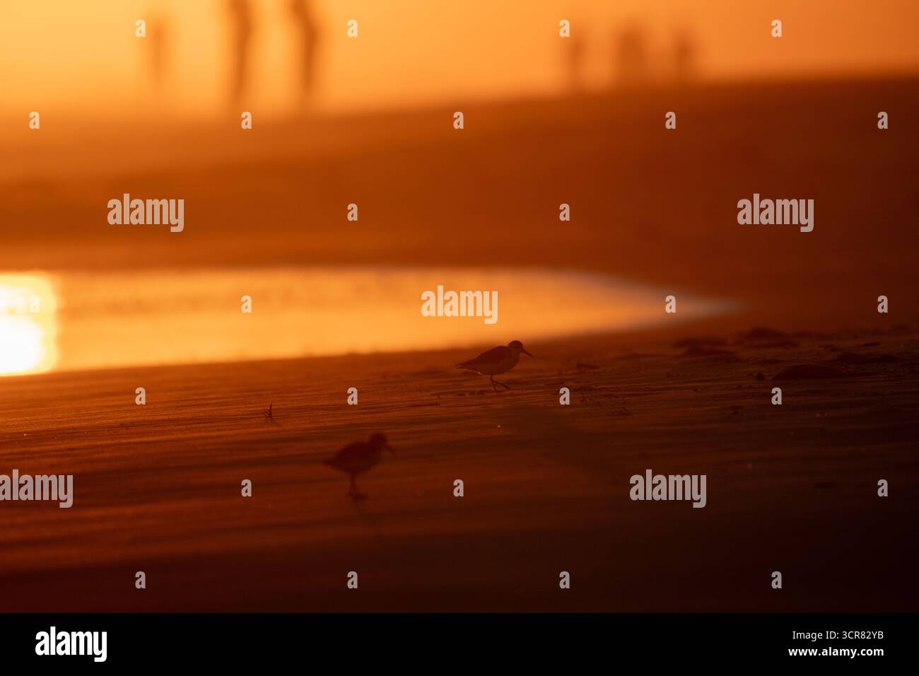 Due uccelli costieri camminano sulla sabbia bagnata al tramonto a Gulf Shores, Alabama, gettando lunghe ombre sotto un cielo arancione brillante e sagome lontane. Foto Stock