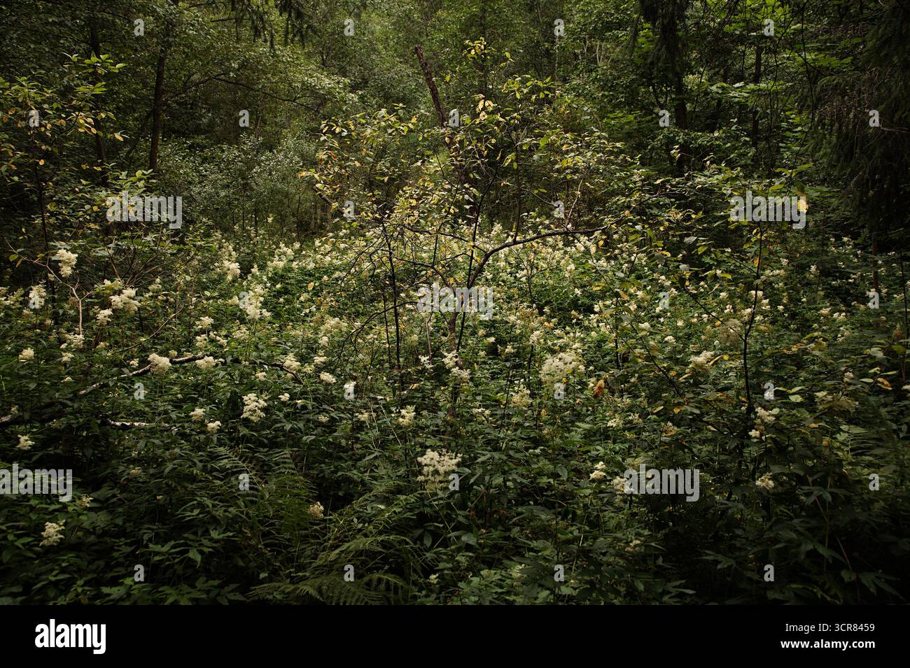 Nessuna persona ha girato scene della natura, nel profondo del bosco. Foresta densa e impraticabile con alberi verdi e cespugli con fiori bianchi in tarda primavera o estate Foto Stock