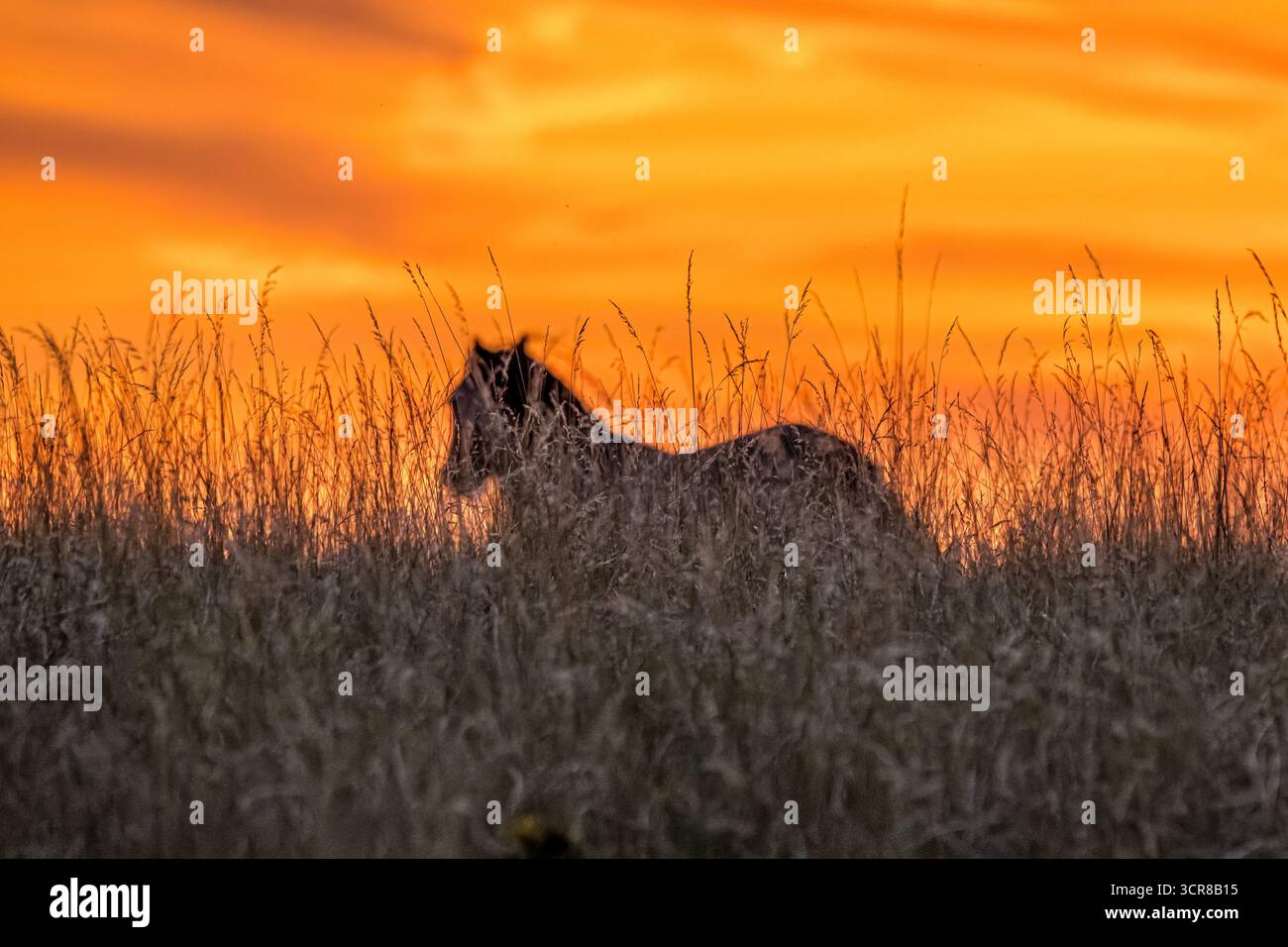 Silhouette suggestiva di un cavallo in piedi in erba alta contro un cielo arancione che si illumina al tramonto. Un ambiente naturale e tranquillo che simboleggia la libertà, Foto Stock