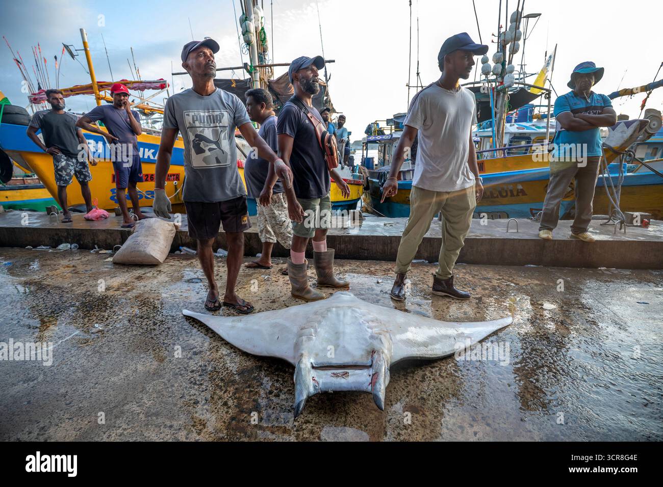 NEGOMBO, SRI LANKA - 22 LUGLIO 2024: Un raggio di puntura viene venduto direttamente al largo dei pescherecci da traino al mercato ittico di Negombo sulla costa occidentale dello Sri Lanka. Foto Stock