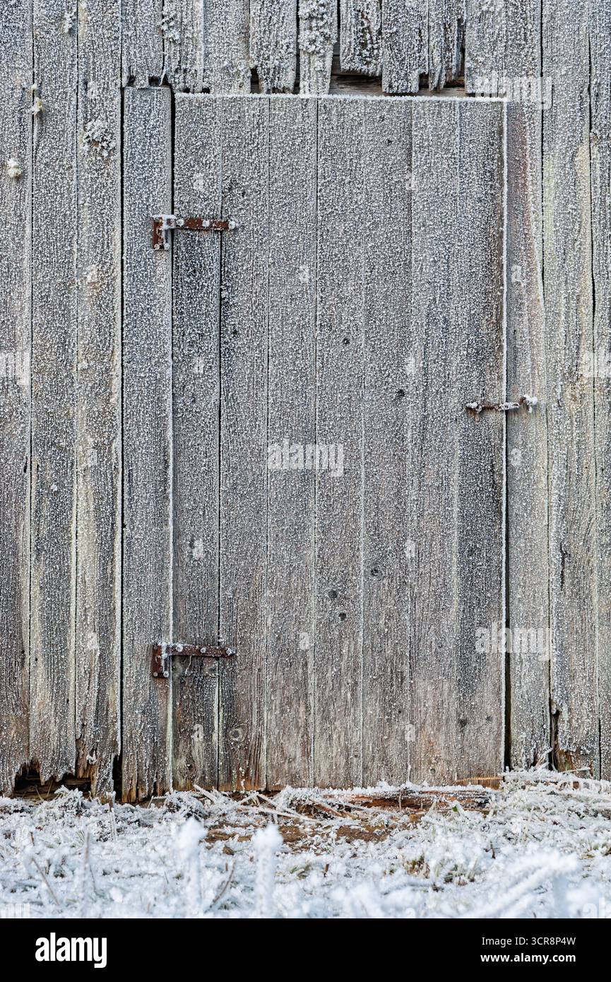 Una porta di legno intemprata è ricoperta di ghiaccio, situata su un fienile rustico, mentre l'erba ghiacciata decora il terreno in inverno. Foto Stock