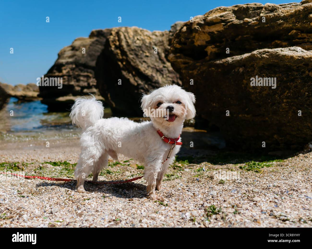 Un simpatico cane maltese bianco con colletto rosso e guinzaglio, in piedi gioiosamente su una spiaggia sabbiosa con conchiglie accanto a grandi massi vicino al mare unde Foto Stock