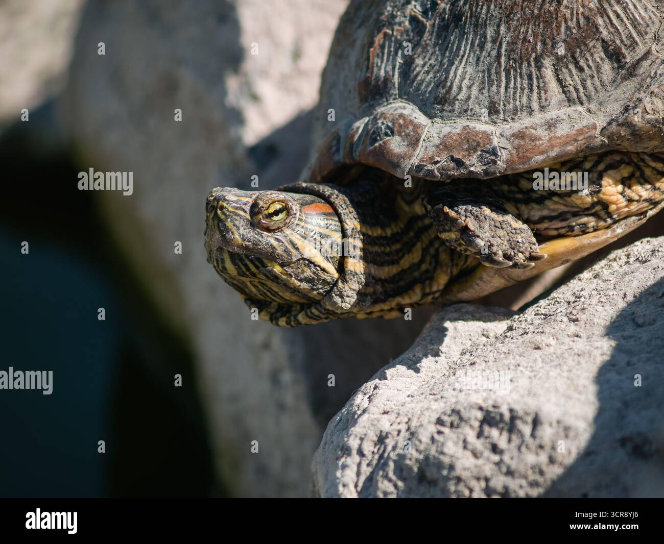 Primo piano di una tartaruga di scorrimento dalle orecchie rosse seduta su una roccia vicino all'acqua. Foto Stock