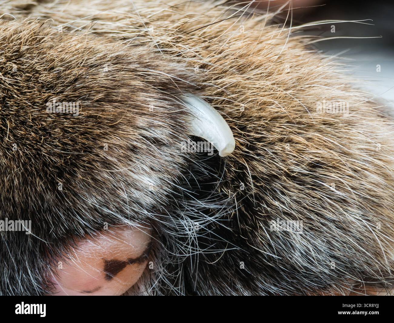 Foto macro della zampa di un gatto tabby con un artiglio rifilato. Foto Stock