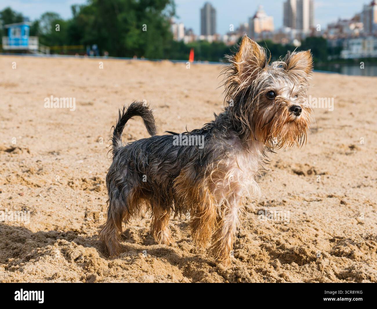Un curioso Yorkshire Terrier su una spiaggia sabbiosa solleva la zampa mentre guarda di lato, godendosi i dintorni del mare Foto Stock