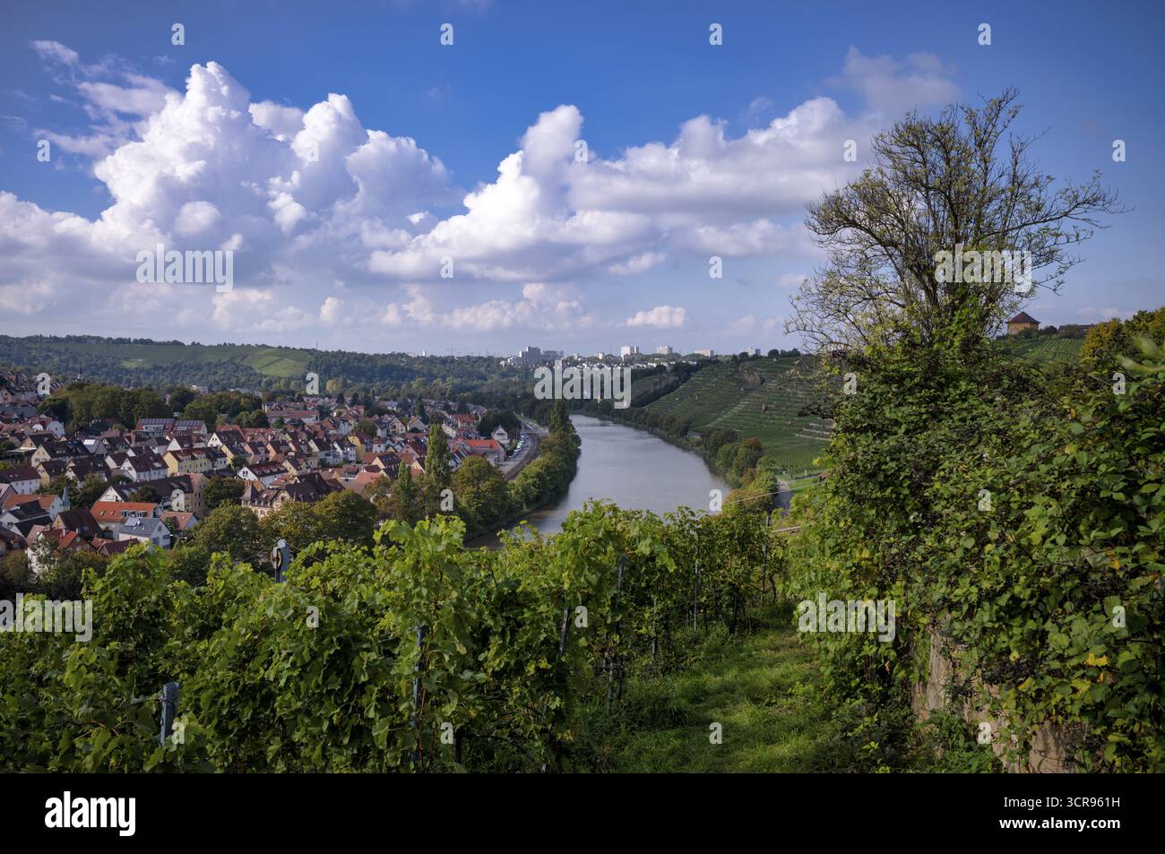 Il fiume Neckar si snoda lungo i vigneti, le viti, le viti, la viticoltura, il distretto di Muenster, Freiberg, Stoccarda, Baden-Wuerttemberg, Germania Foto Stock