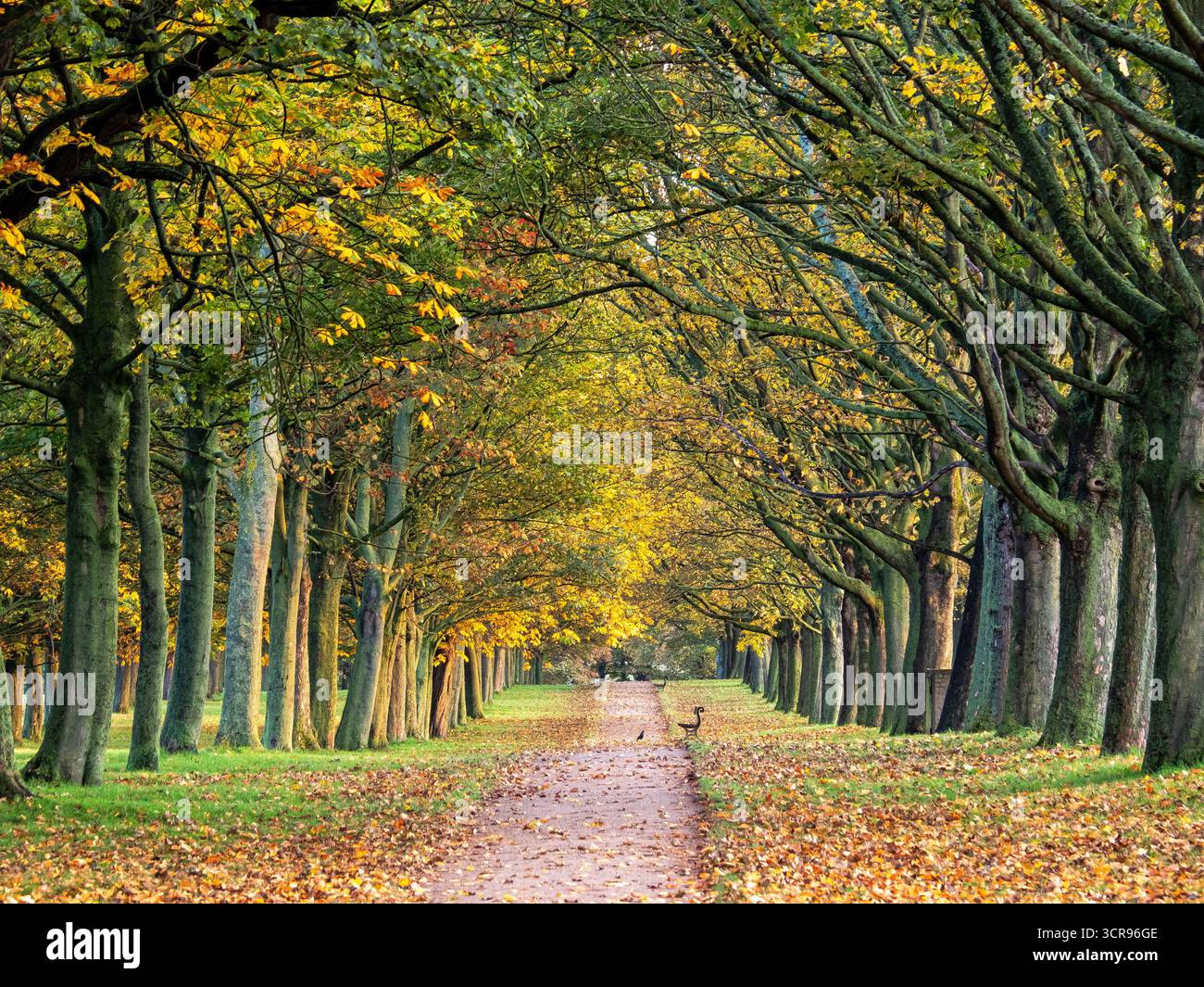 Sentiero alberato con foglie autunnali alla luce del mattino Foto Stock
