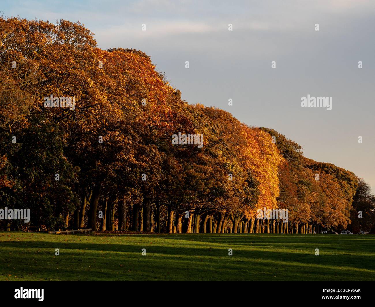 Fila di alberi con colorato fogliame autunnale illuminato dalla calda luce del mattino Foto Stock