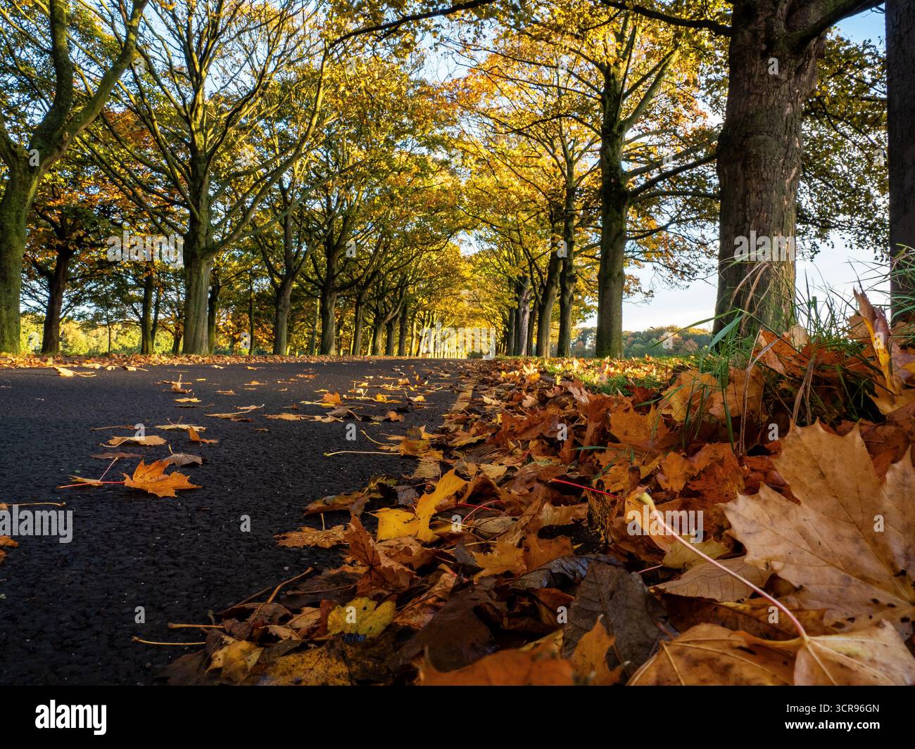 Foglie autunnali su viale alberato Foto Stock