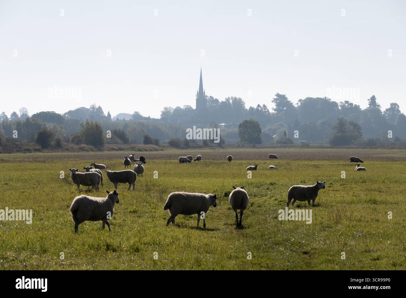 Pecore sul prato del fiume Cherwell vicino a Kings Sutton, Northamptonshire, Inghilterra, Regno Unito Foto Stock