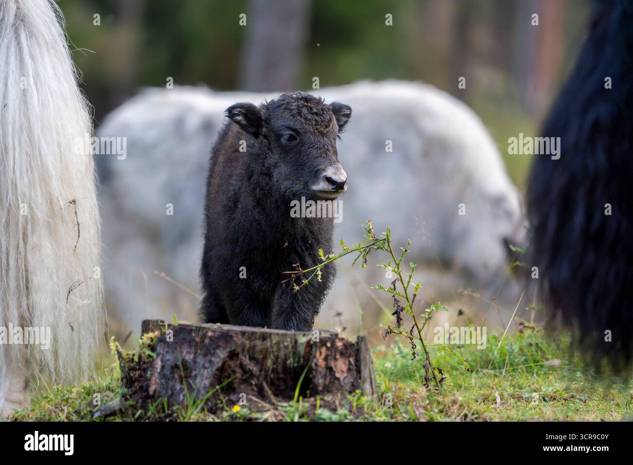 Un neonato Yak mucca tibet nepal mammifero asia Foto Stock