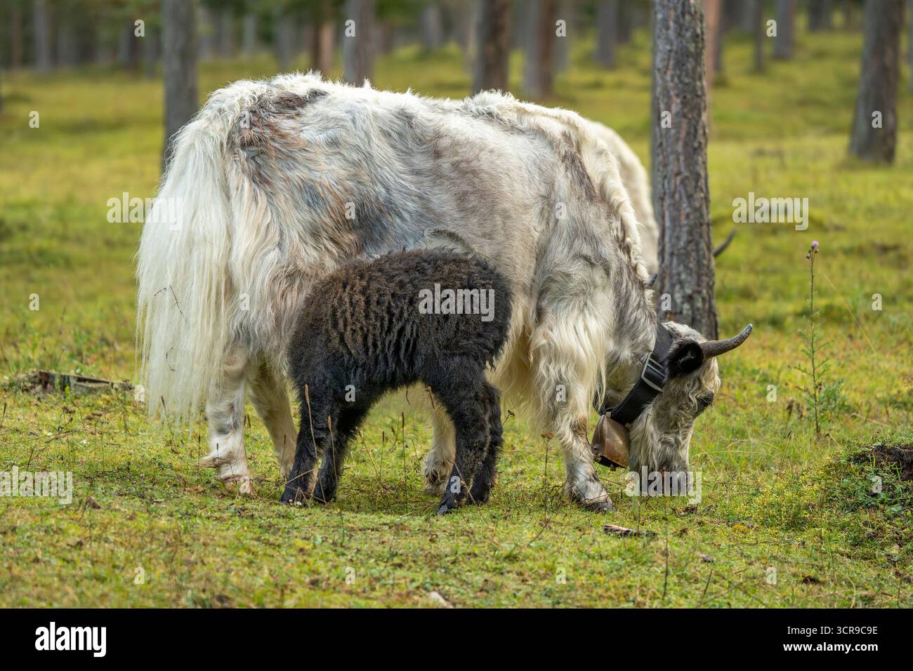 Un neonato Yak mucca tibet nepal mammifero asia Foto Stock