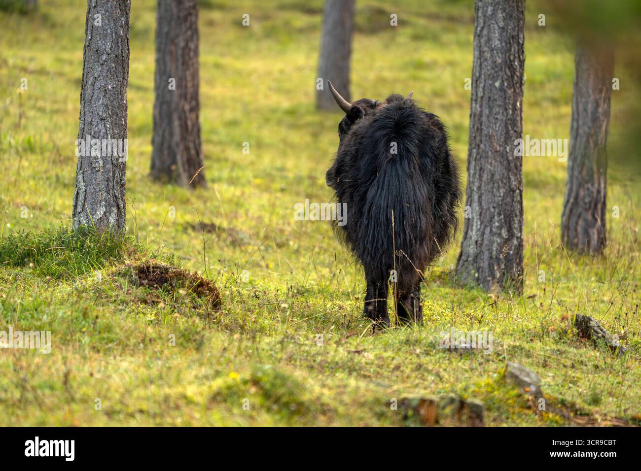 Un neonato Yak mucca tibet nepal mammifero asia Foto Stock