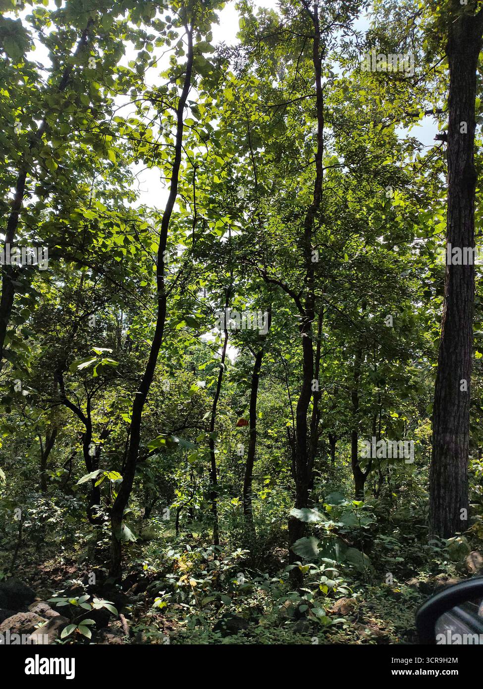 La pace che la natura ci dà è incomparabile. Come la nostra mente diventa silenziosa quando siamo intorno alla natura. Basta guardare gli alberi e le foglie che si piegano mentre soffia il vento. La calma che fornisce alle nostre orecchie e alle nostre anime. - Immagine stock catturata con smartphone