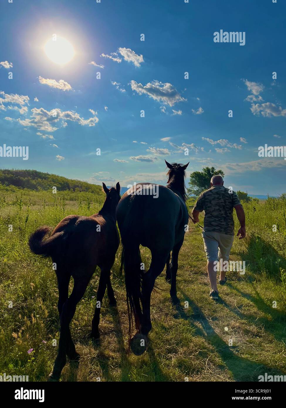 Guidati dalla luce del sole e dalla forza: Due cavalli e il loro guardiano stanno tranquillamente sotto lo sguardo vigile delle montagne lontane Foto Stock