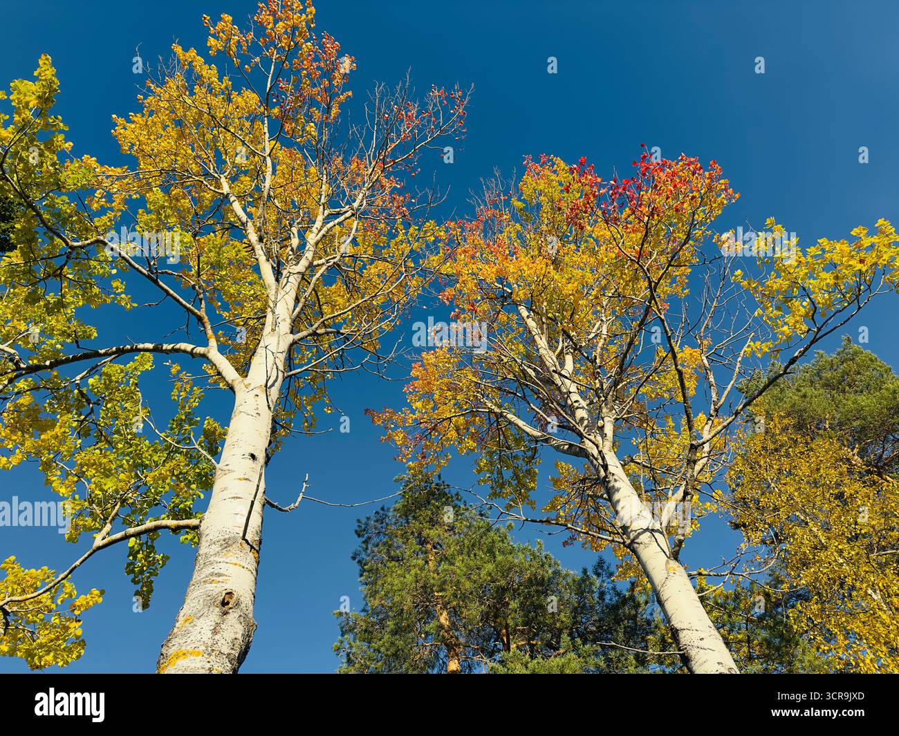 Alberi autunnali che raggiungono un cielo limpido e blu Foto Stock