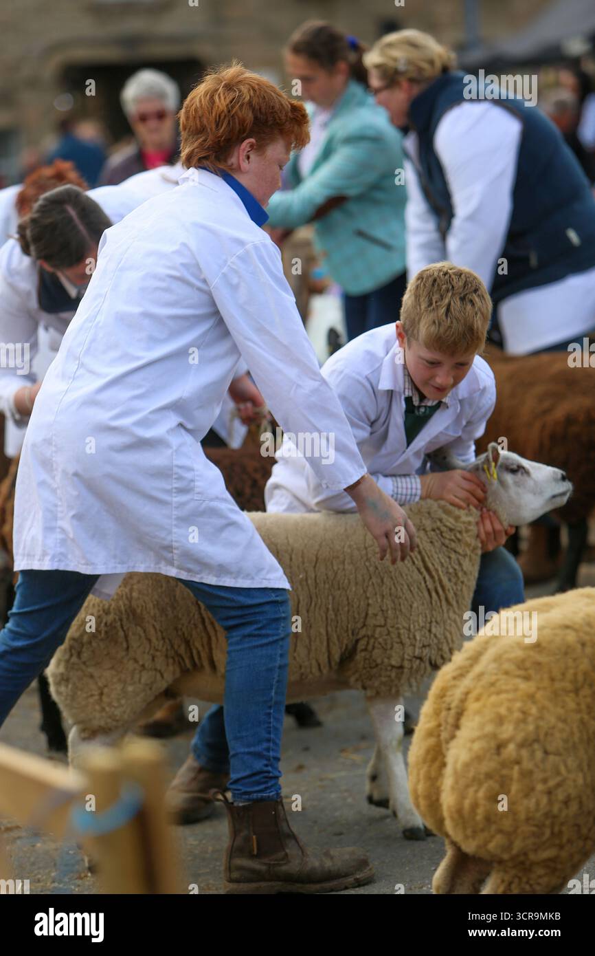 40th Masham Sheep Fair, North Yorkshire 2025 Foto Stock