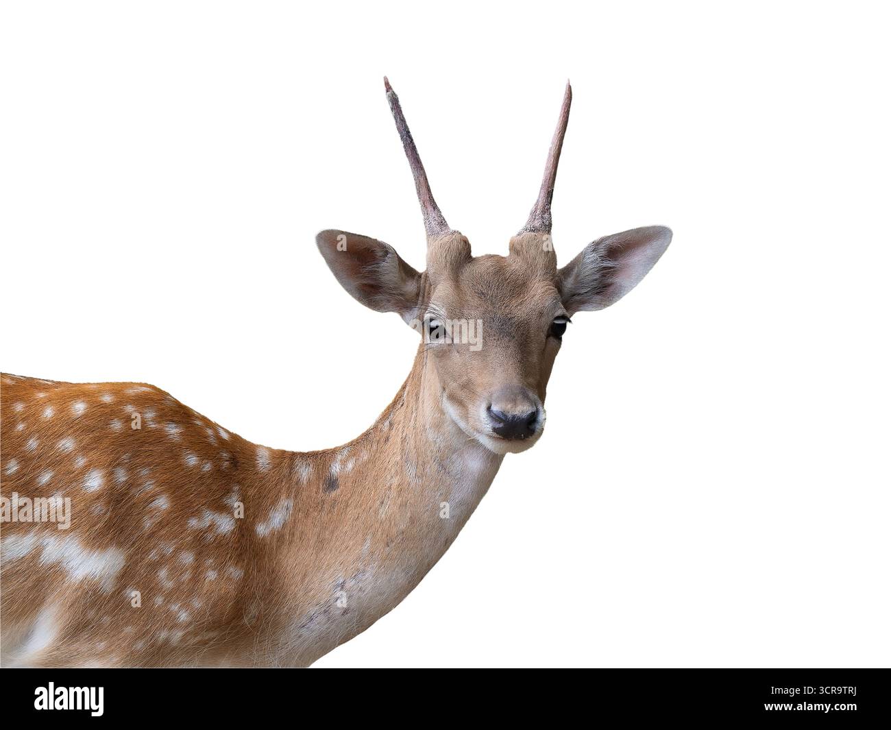 cervo a riposo europeo femmina isolato su sfondo bianco Foto Stock