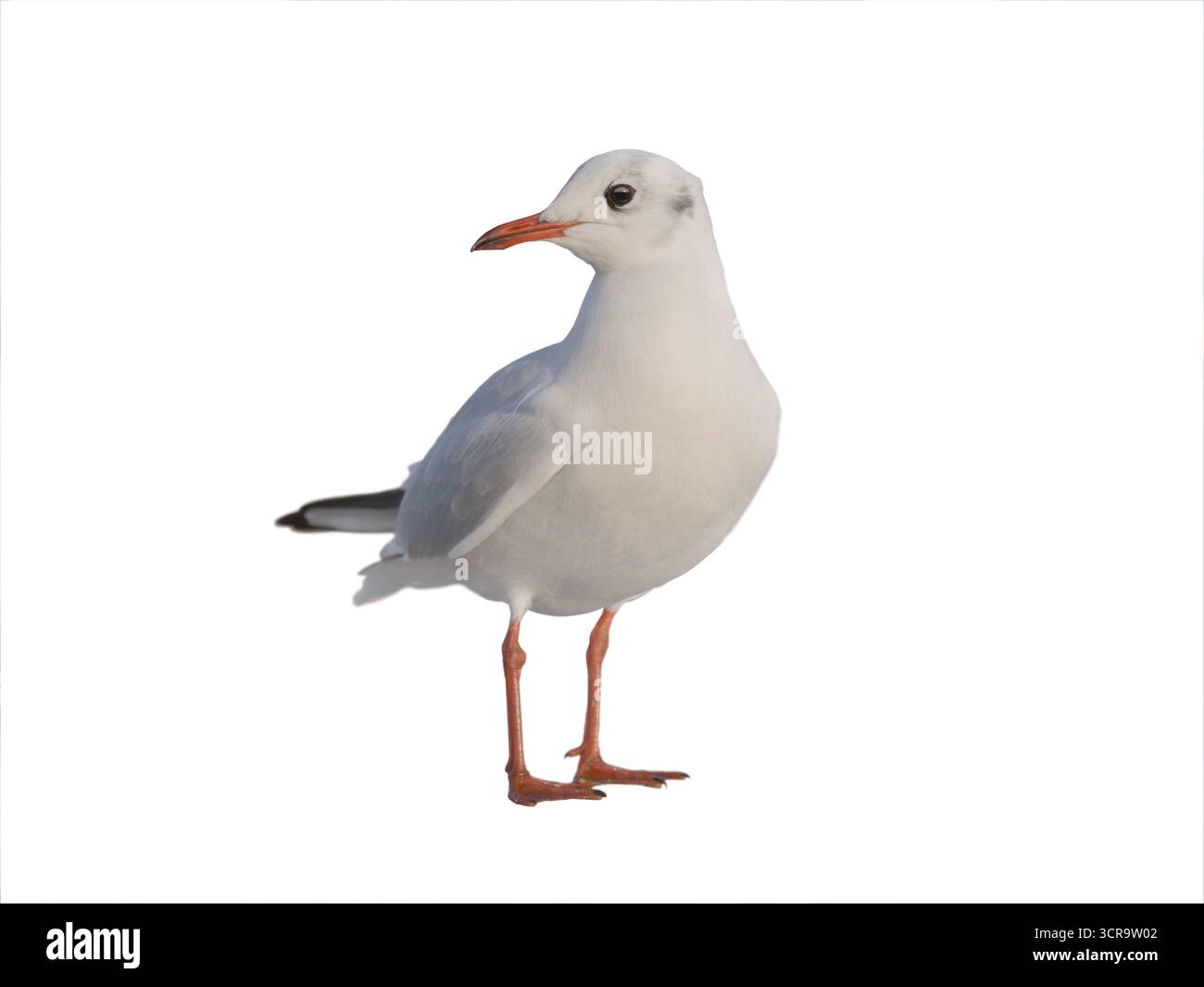Sottile gabbiano con fattura isolata su sfondo bianco Foto Stock