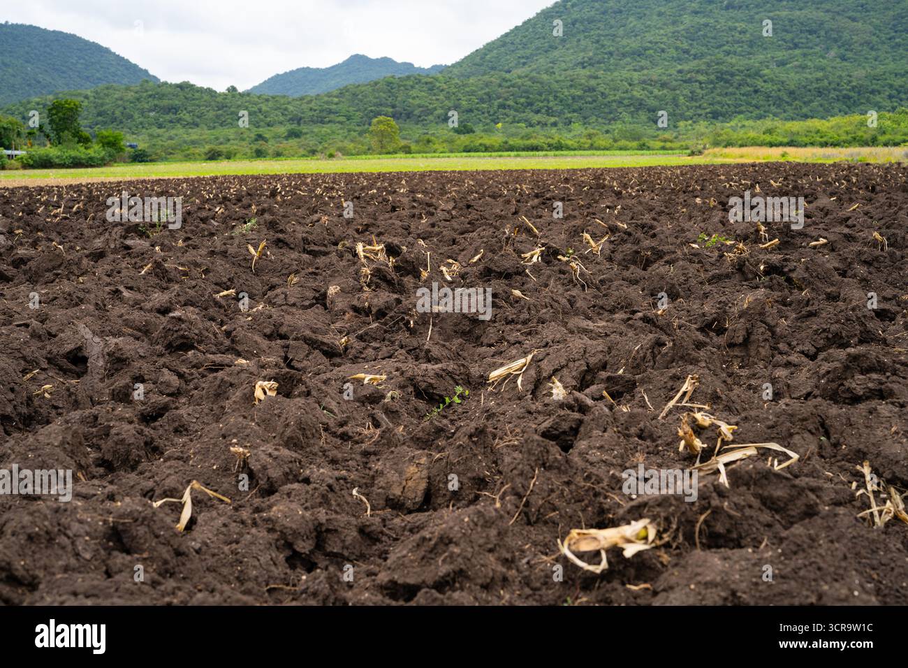 Arato campo agricolo dopo la raccolta della canna da zucchero con terreno bruno ricco preparato per una nuova piantagione. Sicurezza alimentare, salute del suolo e agricoltura sostenibile Foto Stock