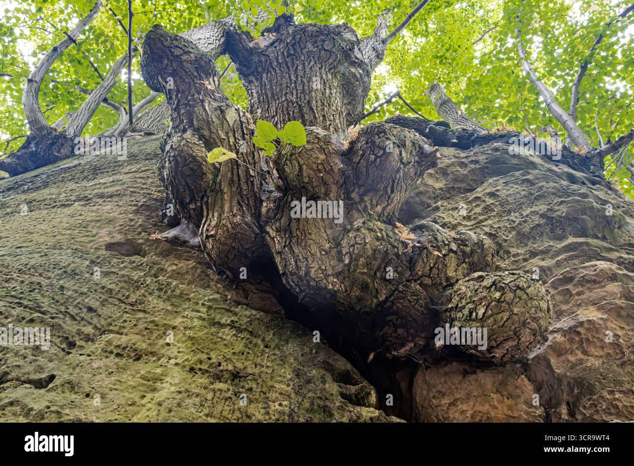Il tronco massiccio e le radici storte crescono dalle pareti rocciose intemprate. Foto Stock