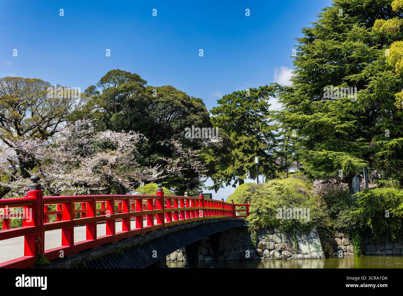 Ciliegi in fiore e vegetazione lussureggiante al parco del castello di Odawara in Giappone in primavera Foto Stock