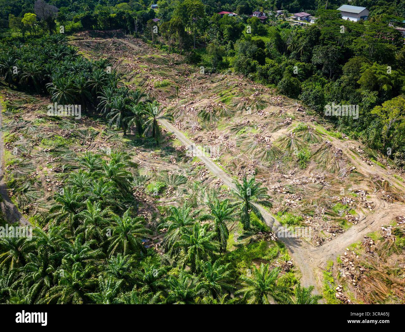 La deforestazione del Borneo, come foresta pluviale, viene abbattuta per l'agricoltura dell'olio di palma, vista aerea Foto Stock